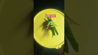 Locust Or Grhopper From Cuber