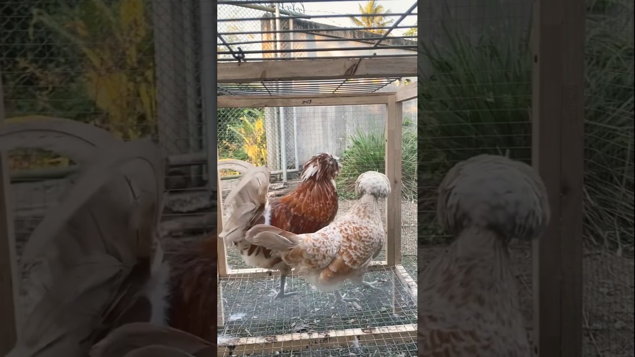 Buff laced polish chicken 🐔 