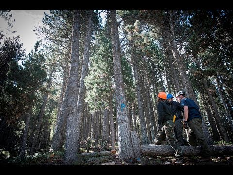 Vídeo: Al Bosc De Muntanya