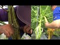 Amazing Technique. Papaya become very prolific and the fruits are very sweet ( ENG SUB)