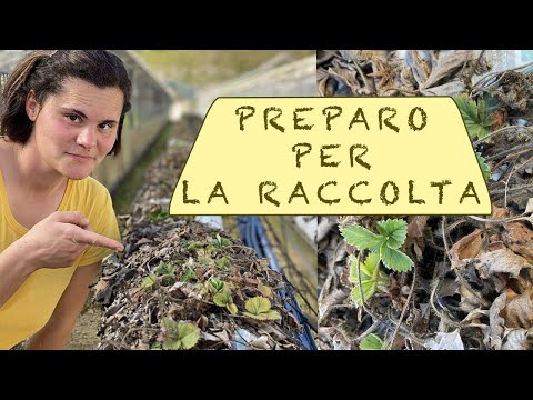 Video: Regole Per La Coltivazione Di Fragole In Una Serra Tutto L'anno + Video