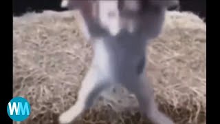 Top 3 Cat Jumpscares