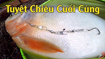 FISHING . TUYỆT CHIÊU CÂU CÁ CHIM KHÔNG SỢ ĐỨT.