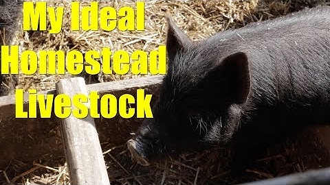 My Ideal Homestead Livestock