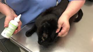 How To Apply Ear Medication To Your Cat.