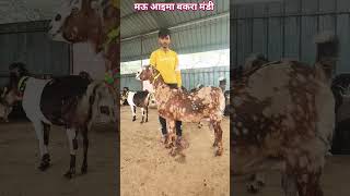 मंडी में Top Quality की सिरोही ग़भिन बकरी for sale Mauaima Bakra Mandi #shorts