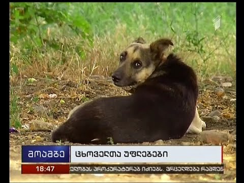 არასამთავრობო ორგანიზაციის პრეზიდენტი ძაღლების წამებასა და მკვლელობაზე საუბრობს