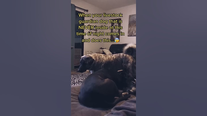 Very strange behavior for our livestock guardian dog.