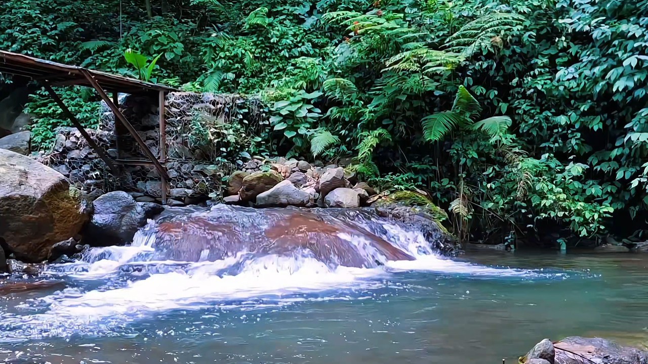 Forest River Sounds for Sleep Relaxation