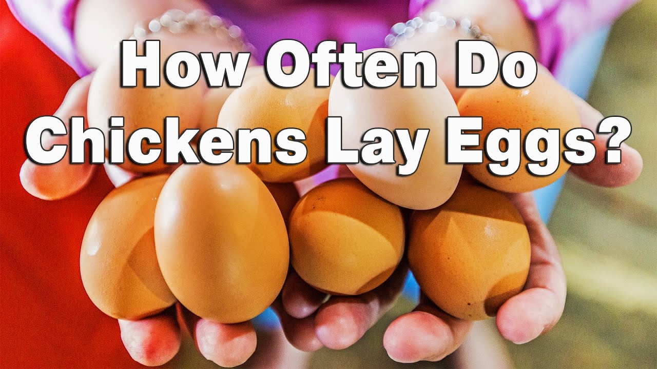How Often Do Chickens Lay Eggs?