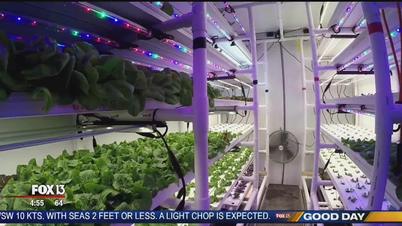 Grocery Stores Open On Christmas Day In St Petersburg Fl | Christmas Day