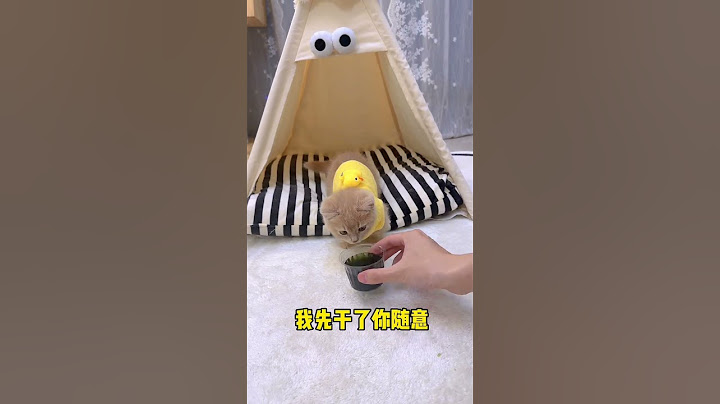 【獨生子的日常】果然智商不高的猫喝醉了更好玩了#铲屎官的乐趣 #有镜头感的小猫
