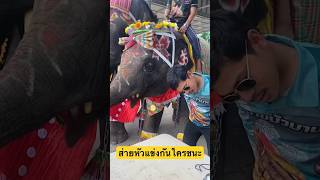 ช้างส่ายหัวแข่งกับคน ใครชนะ⁉️#ช้าง #viralvideo #elephant #india #india #viral #anime #ช้างสุรินทร์