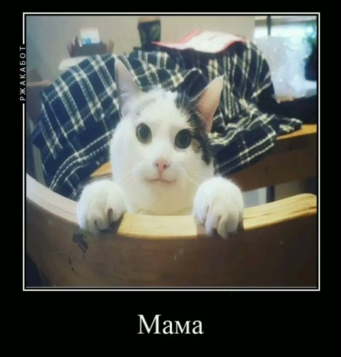мама ама криминал #мем #меме #мемы #shorts - YouTube