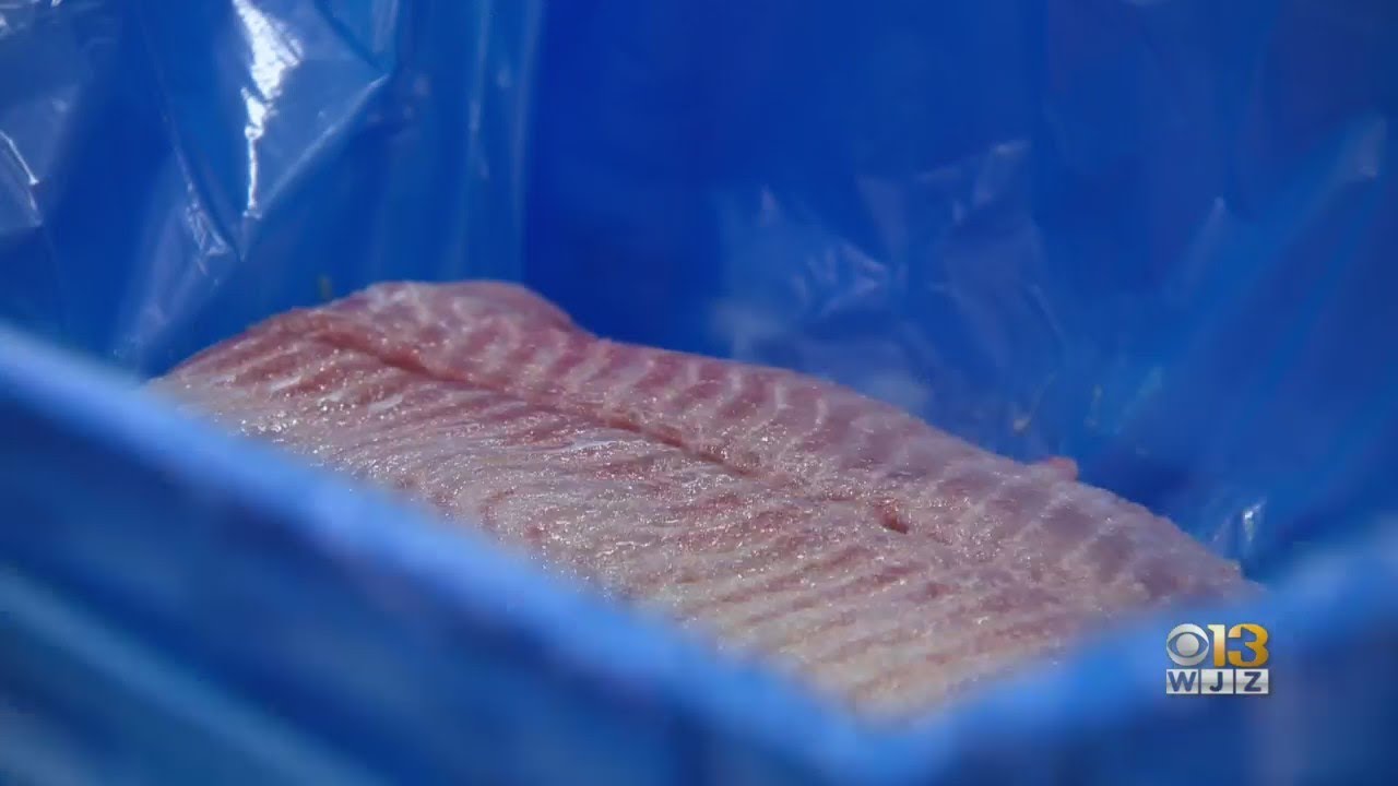 Seafood Wholesaler J.J. McDonnell Harvests Invasive Blue Catfish To