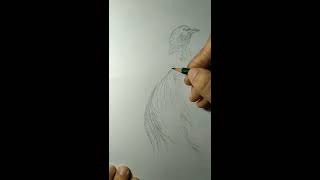 Cara menggambar burung cenderawasih (how to draw a bird of paradise)