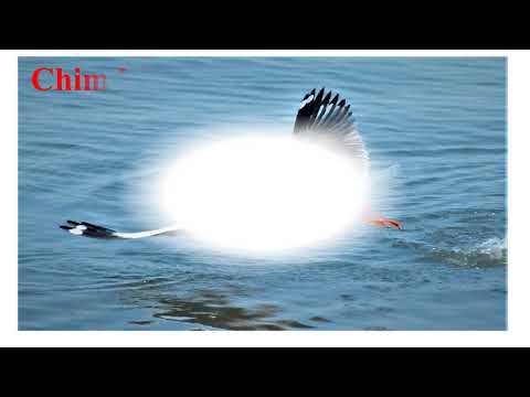 Video Khối 5 - Tuần 4 - Môn Tập đọc- Bài ca về Trái đất - youtube