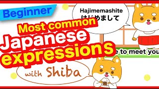 Most common Japanese expressions with a Shibainu dog called Shiro!🇯🇵