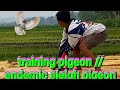 training pigeon // endemic sleigh pigeon
