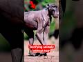 What Happens When Animals Lose All Their Hair?