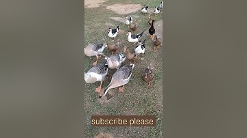 রাজহাঁস#shorts#shorts feeds#youTube search #channel pages#sound pages#browse features