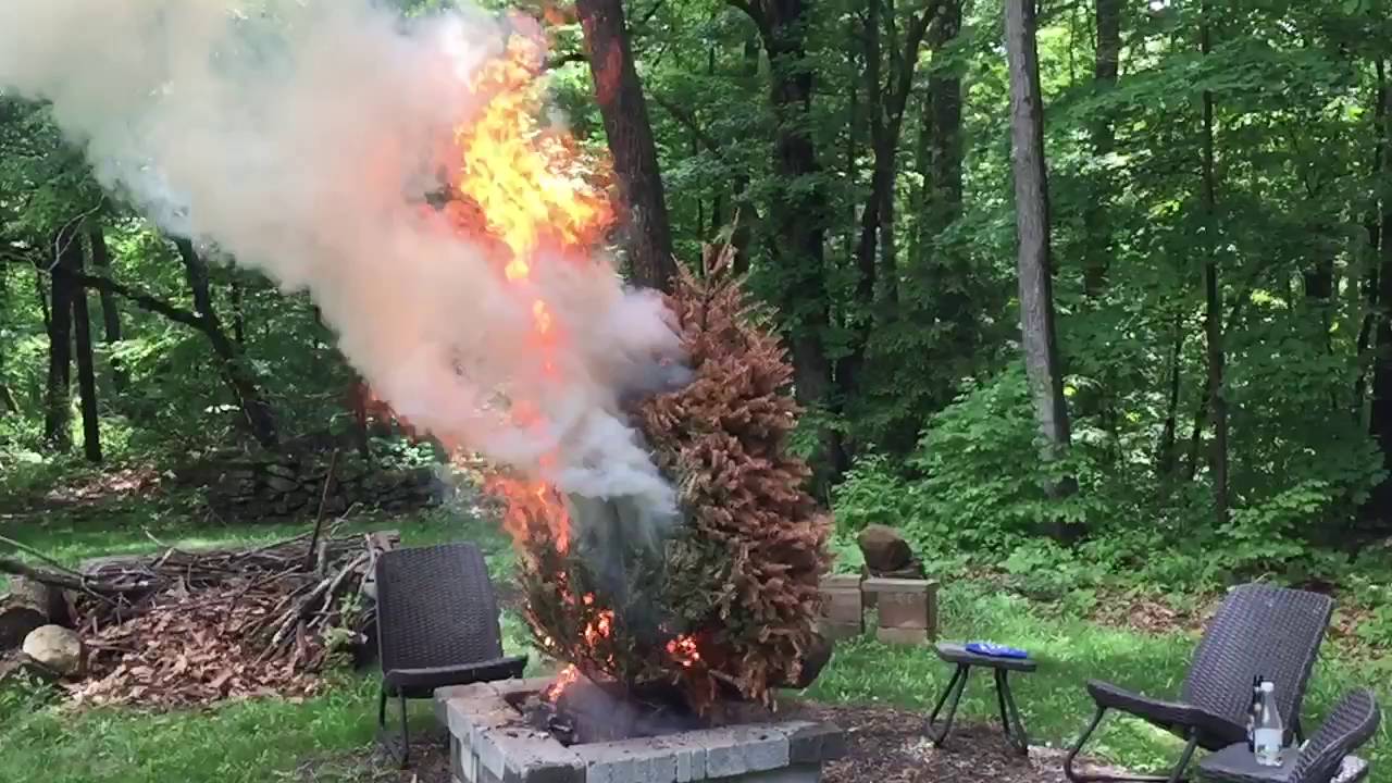 Burning A Christmas Tree YouTube