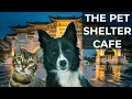 The Pet Shelter Cafe in Taipei