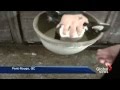 Quebec veal farm abuse