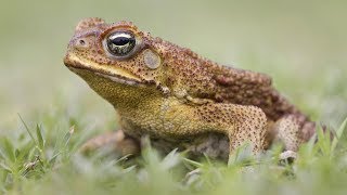 Toads / Frogs (Sound)