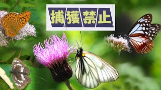 【捕獲禁止】高山蝶ミヤマシロチョウの撮影に大成功！【神回】