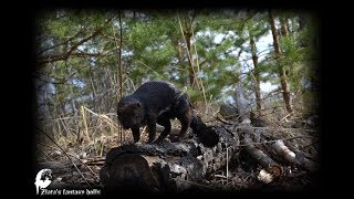 Ferret Handmade Animal soft sculpture OOAK screenshot 1