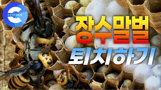 유충 가득한 땅속 장수말벌집 제거 | 도시에 나타난 말벌 퇴치하기🐝  | 119 구조대 🌎 하나뿐인 지구