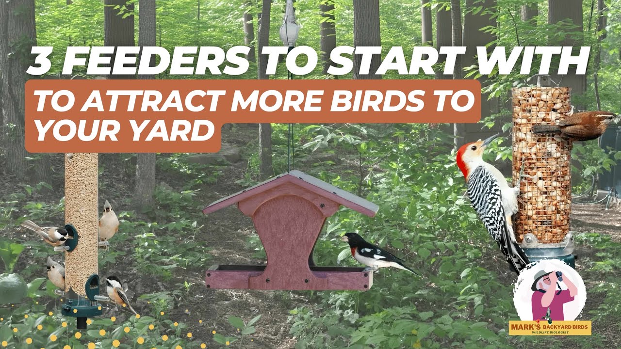 Три лучшие кормушки для птиц, с которых стоит начать, чтобы создать уютный двор для птиц