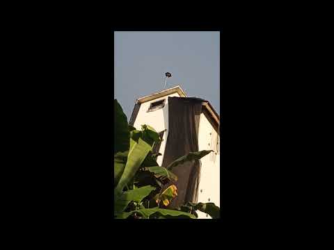 TES TING SP PRIBADI JUSS ARFAH PREQUENSI ALPHA 8 DB