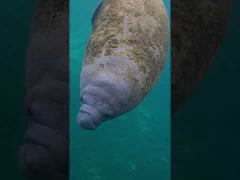 Gorgeous, gentle, and gassy— we love manatees! #shorts