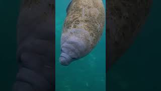 Gorgeous, gentle, and gassy— we love manatees! #shorts
