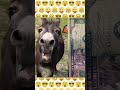 Very funny donkey. A small donkey that met a million dollars.