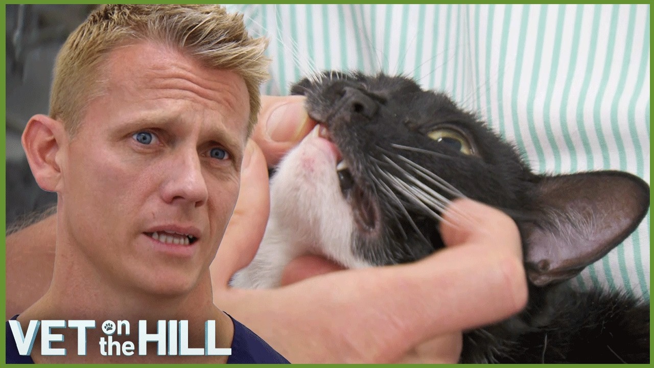 repairing-cat-s-broken-jaw-after-huge-fall-full-episode-youtube
