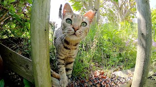 ベンガル猫が「ちょっと手を貸して」と助けを呼びにきた