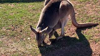 South Lakes Safari Zoo Kangaroo and Baby Joey Feeding