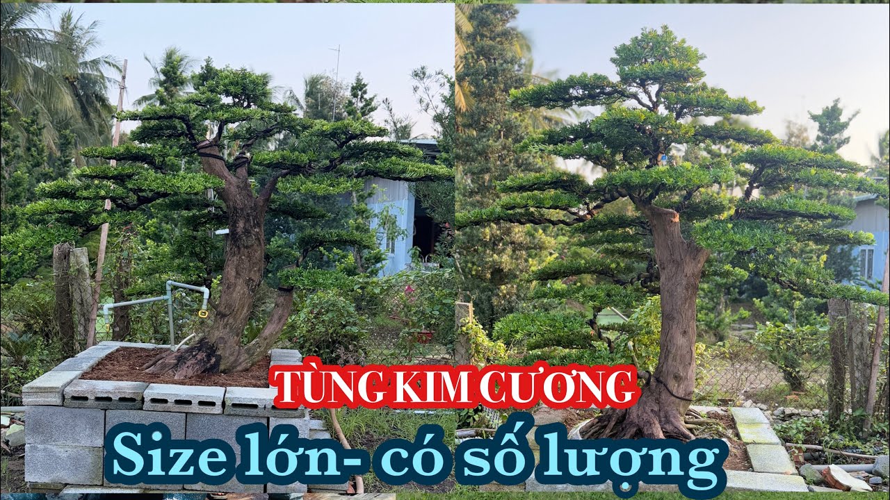 (Ngày10-3) Các mặt hàng Tùng kim cương size lớn giao lưu