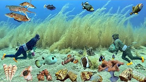 Mùa Ốc Nằm Ổ, Thợ Lặn Bội Thu Được Nhiều Hàng Ngon Ở Độ Sâu 15 Mét Nước | Cảnh 86