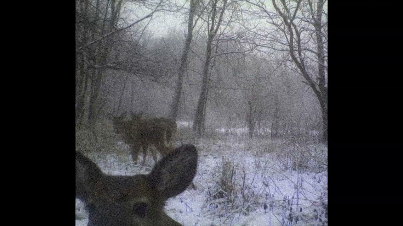 [free] whitearmor x kiryano x waifu type beat - migraine | sad trap instrumental