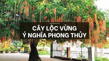 Khám phá ý nghĩa phong thủy khi trồng Cây Lộc Vừng trước nhà