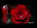 五月のバラ / 尾崎紀世彦Ver. 2026.05.18 Vocal:amigofairness