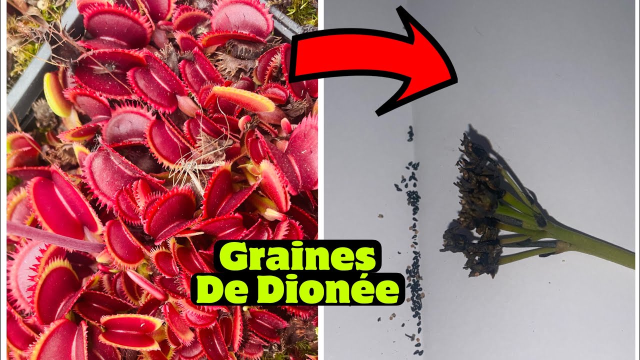 RÉCOLTE DES GRAINES DE DIONAEA MUSCIPULA (DIONÉE ATTRAPE-MOUCHE)