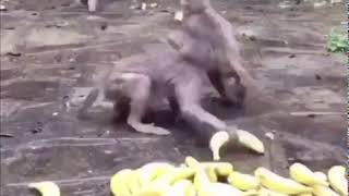 Monkey.mp4