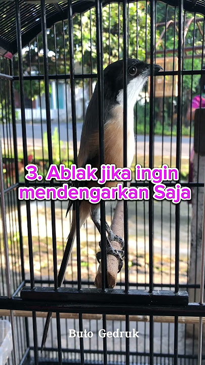 Mengatasi Cendet Miyik #cendetmiyik  #kicaumania
