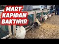 Martın Kışı Pazarıda Vurmuş - Ankara Tavuk Pazarı