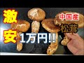 激安！中国産（1キロ1万円）の松茸を購入してみた！